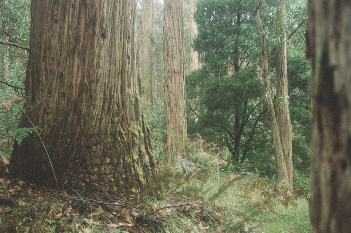 How Climate & Geography influence Tea
