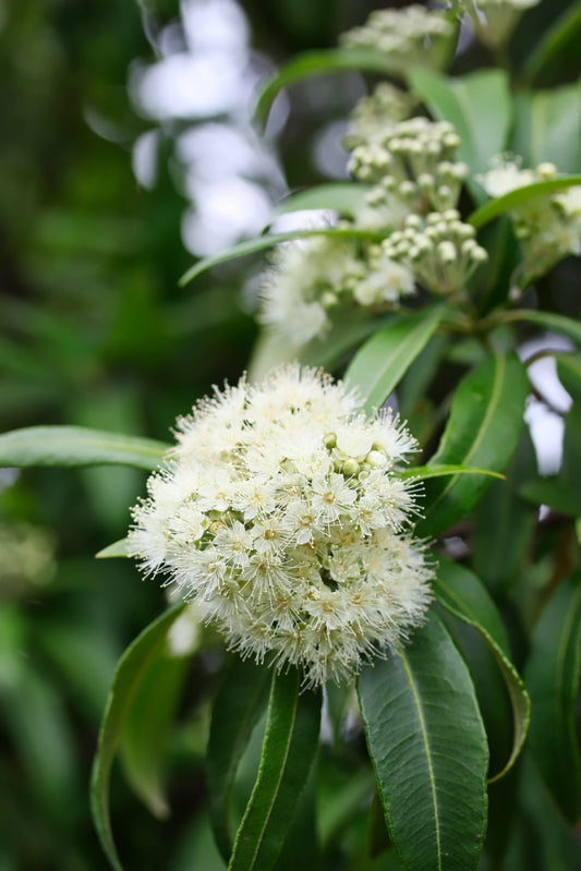 Lemon Myrtle Tea